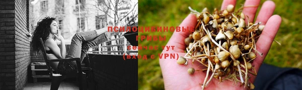 ПСИЛОЦИБИНОВЫЕ ГРИБЫ Абаза